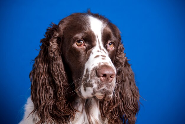 Dog breed English Springer Spaniel on blue backdrop. Muzzle close-up, expressive look in camera.