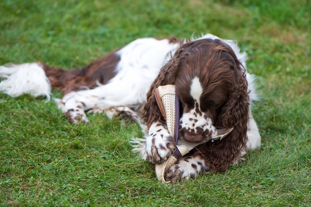 Dog breed English Springer Spaniel lies on the grass and plays with the owner's shoe. Dog nibbles on shoes