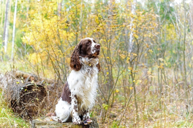 Dog breed English Springer Spaniel walking in autumn forest Cute pet sits in nature outdoors.