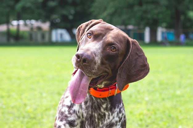 Dog breed  german shorthaired pointer with a lovely gaze, portrait of a dog close-up_