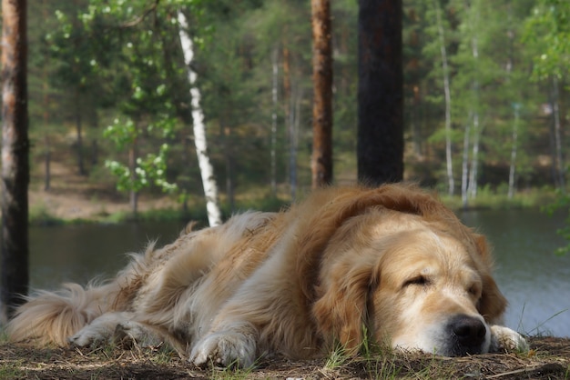 The dog breed golden retriever lying and sleeping on a hill on a background of a forest lake and tree trunks