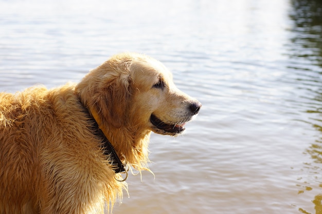 犬種のゴールデンレトリバーが水中に立って、横顔で笑っています。