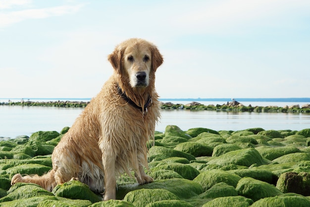 The dog breed golden retriever wet after bathing sitting on green stones at bay.