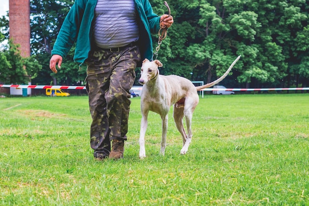 あなたのマスターと一緒に歩きながら犬の品種グレイハウンド