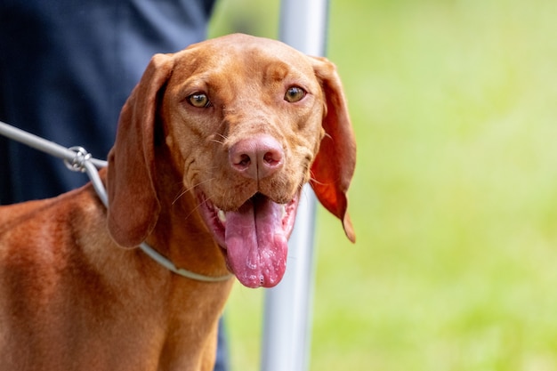 개 품종 헝가리어 포인터(vizsla)는 주인 근처에 가죽 끈을 매고 공원에서 개와 함께 걷고 있습니다.