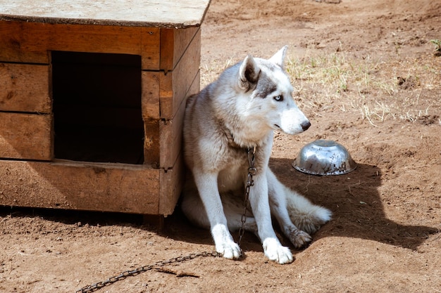 Dog breed Husky in the nursery