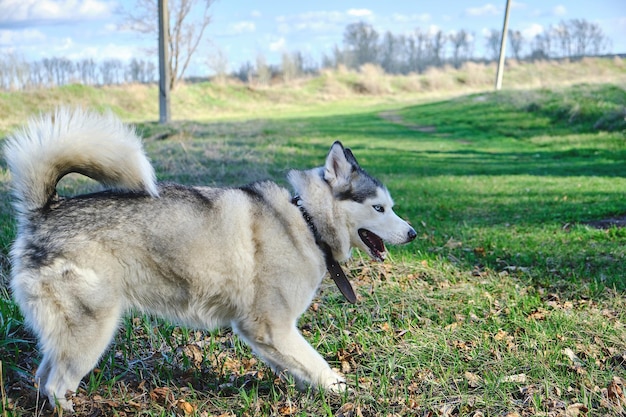 Собака породы хаски в парке на зеленой траве весной в игривом настроении.