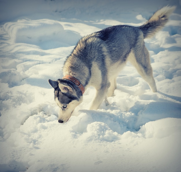 Dog breed Husky in the snow