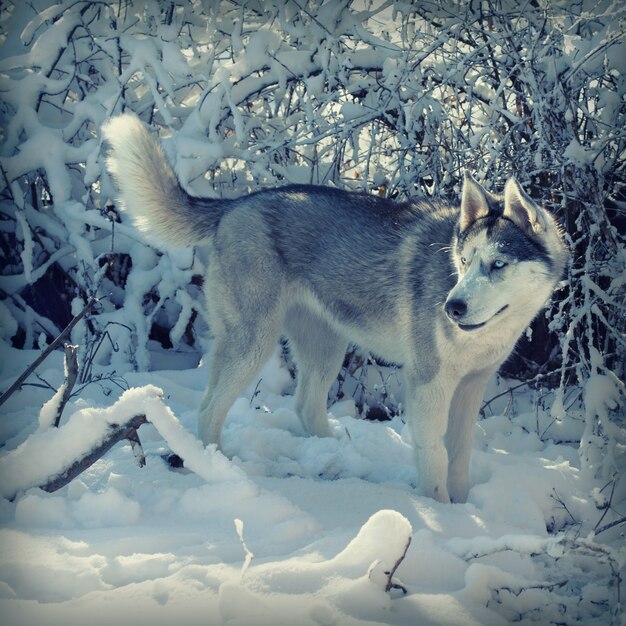 Dog breed Husky in the snow