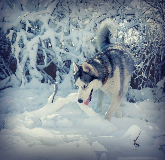 Dog breed Husky in the snow