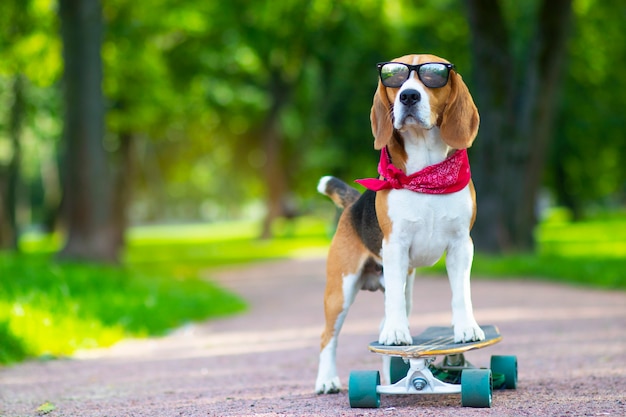 品種の犬は本当です、それは公園に乗りますが、ロングボードです。ペットは散歩し、公園でスケートボードに乗ることを学びます。