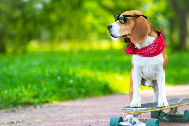 品種の犬は本当です、それは公園に乗りますが、ロングボードです。ペットは散歩し、公園でスケートボードに乗ることを学びます。