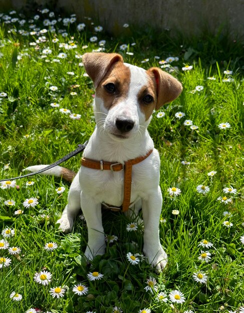 Dog breed Jack Russell Terrier on a background of green grass and small daisies