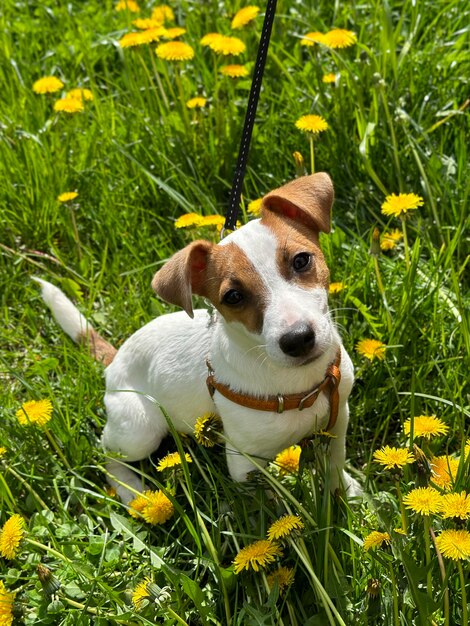 Dog breed jack russell terrier on a background of green grass and small daisies