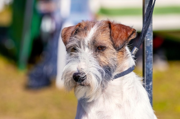 Dog breed jack russell terrier close up on blurred background in sunny weather