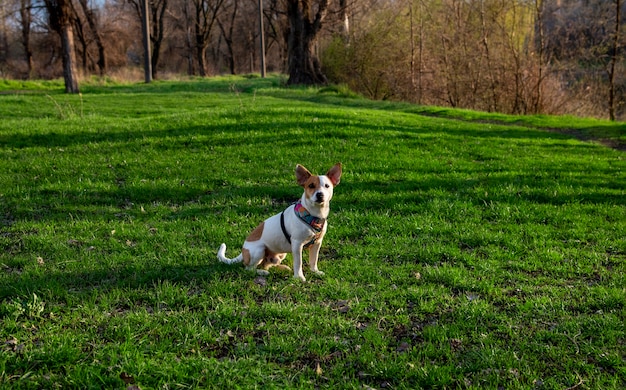 Dog breed Jack Russell Terrier in the forest on green grass in a colorful harness,sits on the grass and looks at the camera, the sun's rays fall on his face