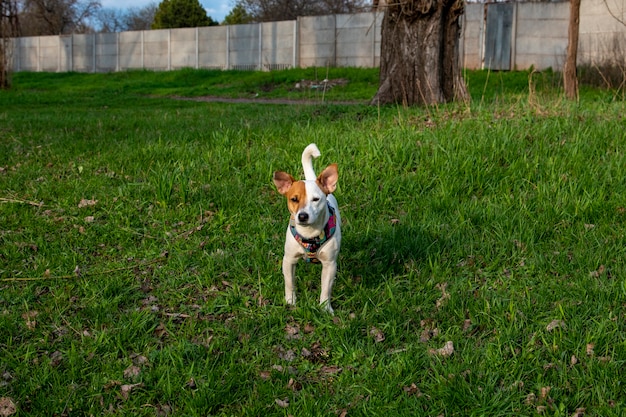 Dog breed Jack Russell Terrier in the forest on green grass in a colorful harness,stands in the green grass, looking at the camera. Behind the trees and the fence