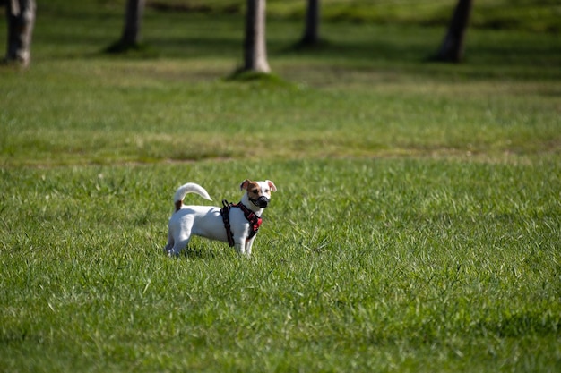 Dog breed Jack Russell Terrier on green grass in a muzzle and collar looks towards the viewer