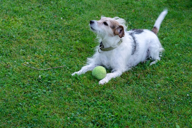 Dog breed Jack Russell Terrier lies on the lawn and guards the ball