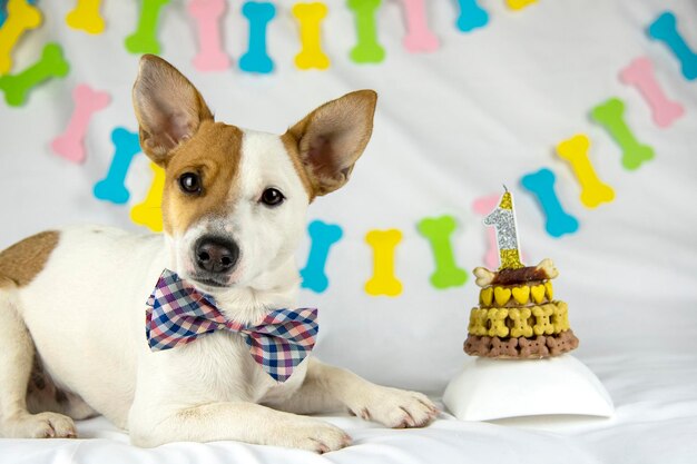 A dog of breed Jack Russell Terrier lies on a white background with a garland in the form of bones in a bow tie around his neck next to his birthday cake decorated with yellow bones and hearts