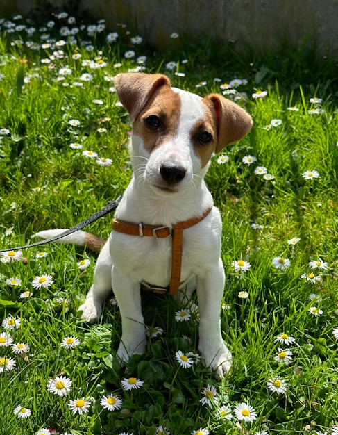 Фото Собака породы джек рассел терьер на фоне зеленой травы и маленьких маргариток