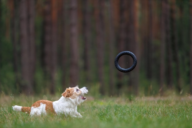 赤いレインコートを着た犬種のジャック・ラッセル・テリアは、緑の森の中で跳びの輪のおもちゃを口に運ぶ