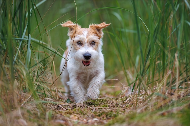 Dog breed Jack Russell Terrier runs through thickets of green grass Pet walks in the forest