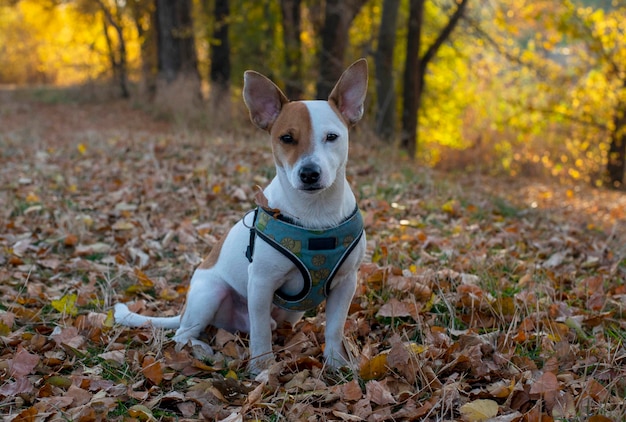 개 품종 잭 러셀 테리어(Jack Russell Terrier)는 레몬 무늬가 있는 파란색 하네스를 타고 가을 숲의 마른 노란색 잎에 앉습니다. 노란 나무를 배경으로. 수상한 카메라를 바라보며