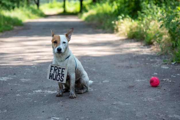 A dog of breed Jack Russell Terrier sits in the forest on a path, with a cardboard sign "Free hugs" on his neck.He is covered in mud,against a background of green plants,looks at the camera