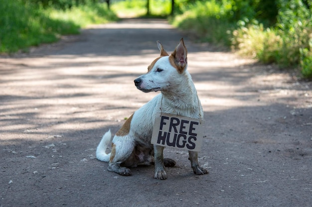 A dog of breed Jack Russell Terrier sits half turned in the forest on a path with a cardboard sign