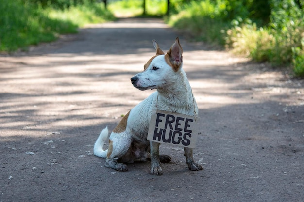 잭 러셀 테리어(Jack Russell Terrier) 품종의 개는 판지 표지판이 있는 길에 숲에서 반쯤 돌고 앉아 있습니다