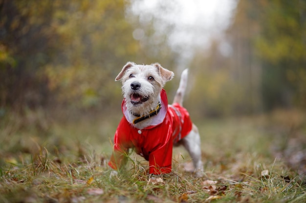 犬種のジャック ラッセル テリアは、赤いレインコートを着て緑の森に立っています。