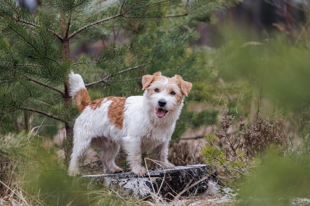 Dog breed Jack Russell Terrier stands on a stump against the backdrop of coniferous trees Spring cold forest