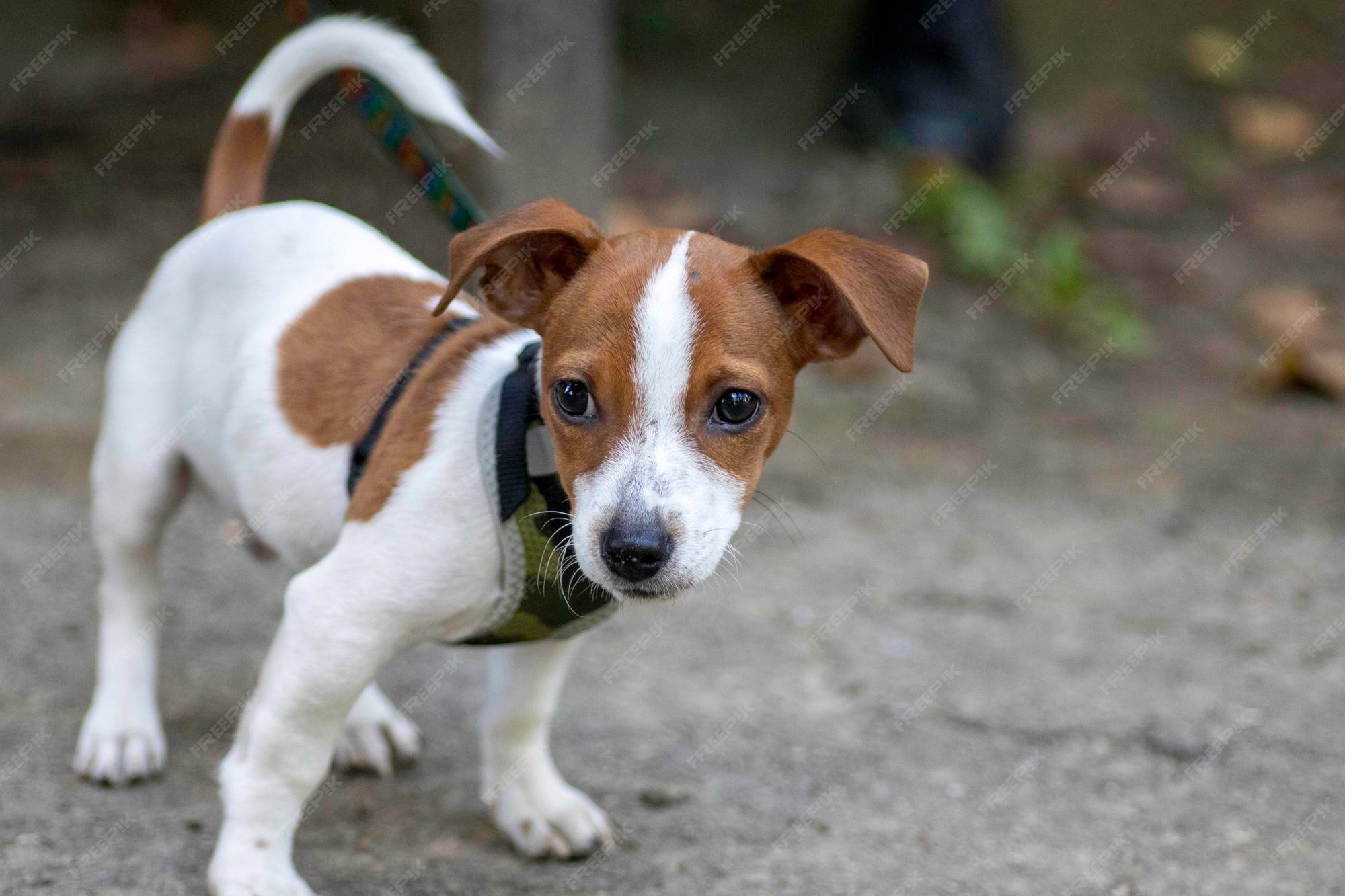 What Dog Breeds Get Along With Jack Russells