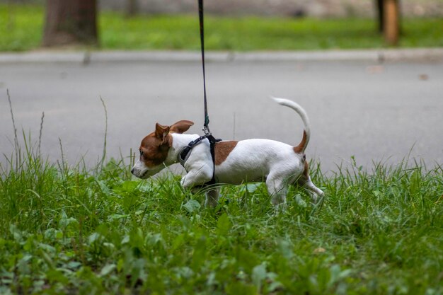 개 품종 잭 러셀 테리어가 푸른 잔디를 걷고 있습니다.