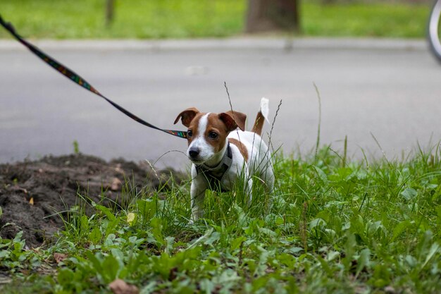 dog breed Jack Russell Terrier walking on green grass