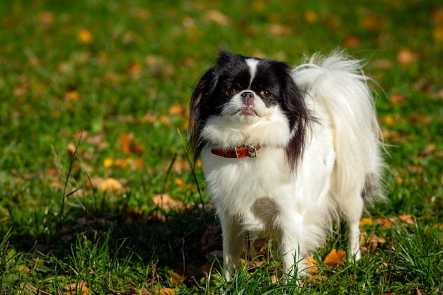 Dog breed Japanese chin plays on a green field.