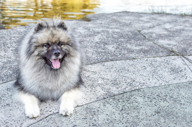 Dog of breed of Keeshond (the German wolfspitz) on the street in summer sunny day. Portraits of a dog