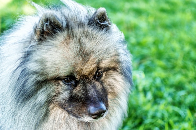 Dog of breed of Keeshond the German wolfspitz on the street in summer sunny day Portraits of a dog