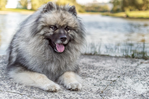 Cane di razza di keeshond il wolfspitz tedesco per strada in una giornata di sole estivo ritratti di un cane