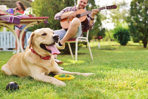 Photo dog breed labrador retriever lies on the grass against the background of a man who plays the guitar