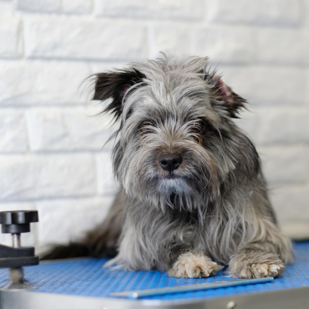 Dog breed Mittelschnauzer before a haircut in the salon for dogs