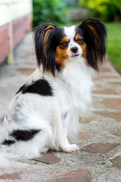 Cane di razza papillon in giardino