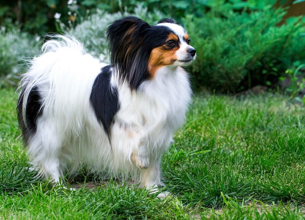 庭の芝生の上の品種パピヨンの犬