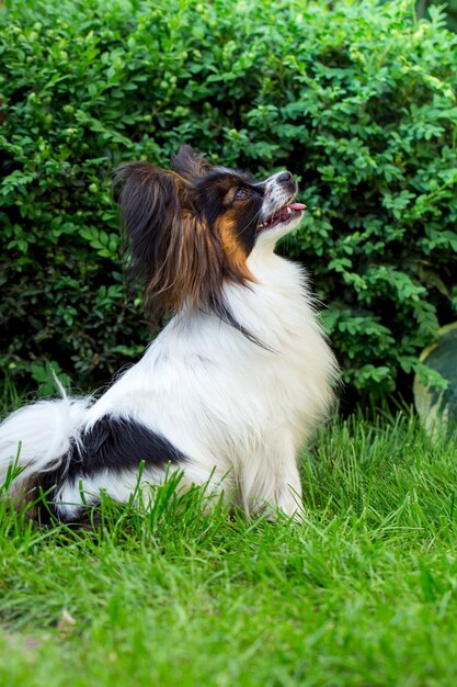 庭の芝生の上の品種パピヨンの犬