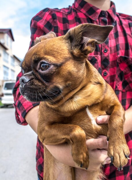 Photo dog breed petit brabancon