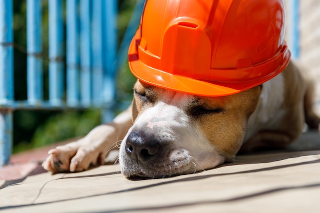 Dog breed pit bull terrier lies in an orange construction helmet