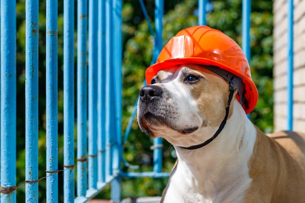 青い柵の後ろにオレンジ色の建設用ヘルメットをかぶった犬種のピットブルテリア