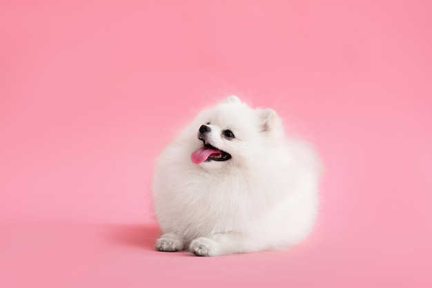 Собака породы померанский шпиц смешно сидит на розовом фоне