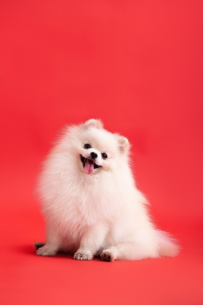 Собака породы померанский шпиц смешно сидит на красном фоне